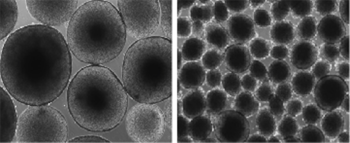 Macro vs. Microcephaly, University of California San Diego