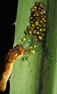 Hatch on Attack