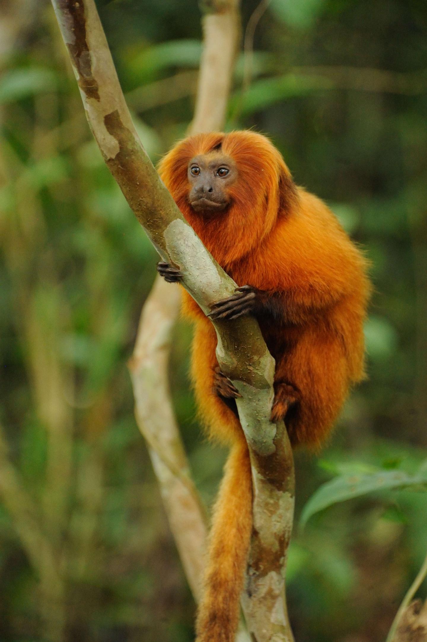 Human-driven Extinction of World's Primates Imminent but Preventable, Say Primatologists (11 of 19)