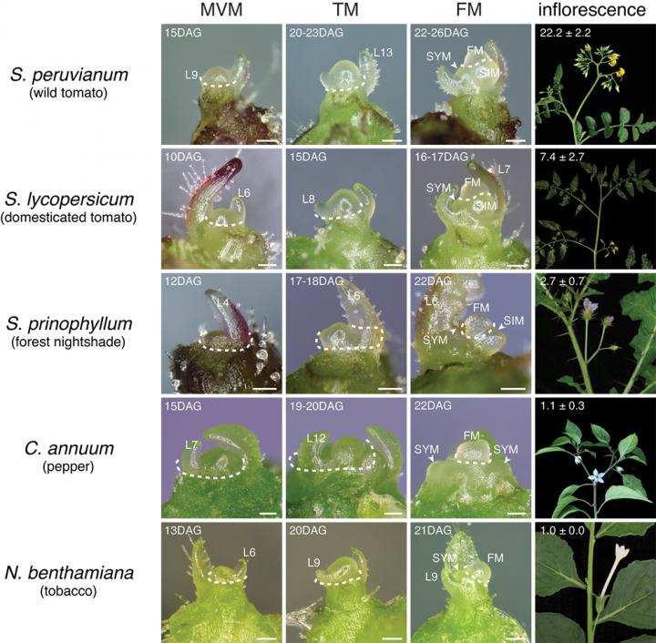 Length of Early Maturation Period Determines Flower Number and Yield