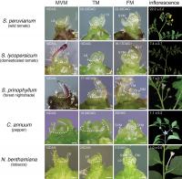 Length of Early Maturation Period Determines Flower Number and Yield