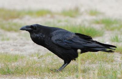 Raven