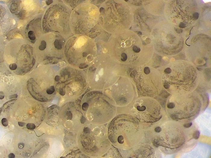 stickleback embryos