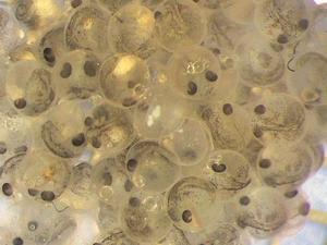 stickleback embryos