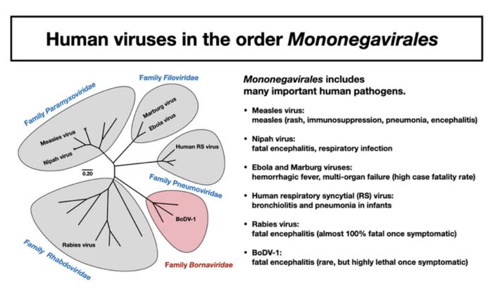 Human viruses in the order Mononegavirales