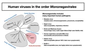 Human viruses in the order Mononegavirales
