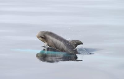 Dolphin