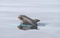 Dolphin