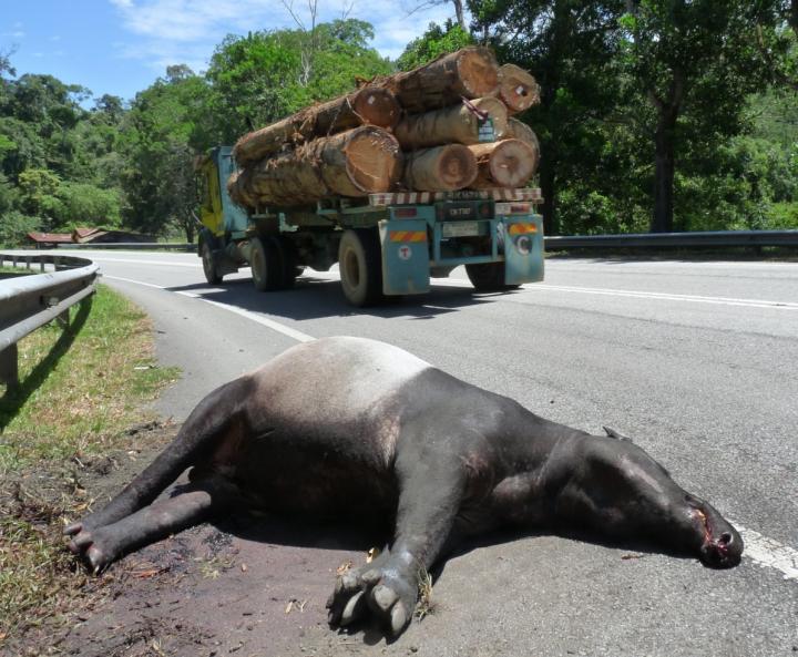 Road Kill