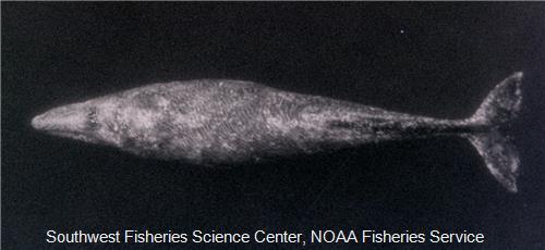 Gray Whale