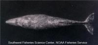 Gray Whale