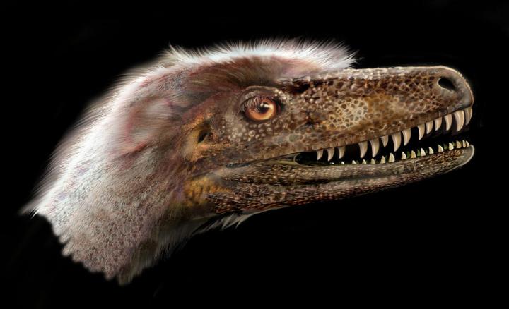 Saurornitholestes langstoni
