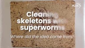 Cleaning skeletons with superworms: Video interview with authors (origin story).