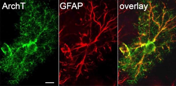 Astrocytes