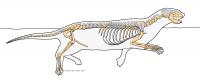 Puijila darwini