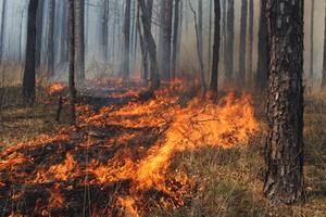 Prescribed fire in the Ouachita National Forest, Arkansas