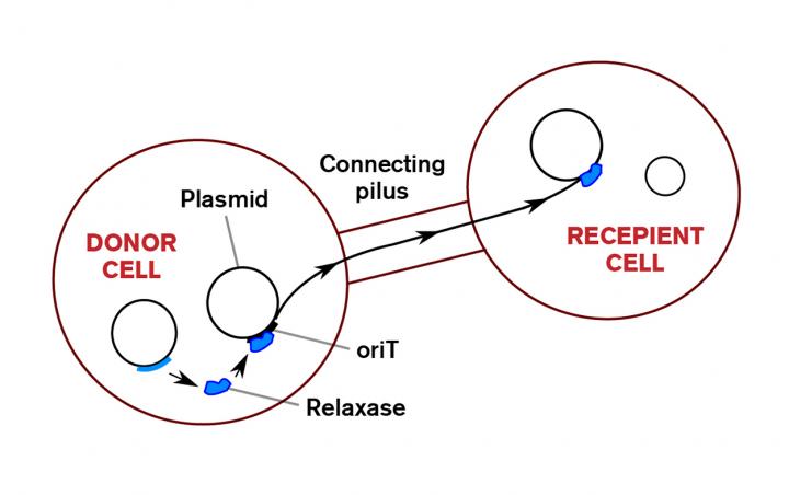 Genetic transfer through conjugation