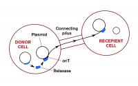 Genetic transfer through conjugation