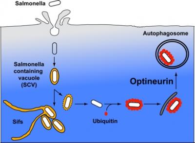 Salmonella Infection and Clearance