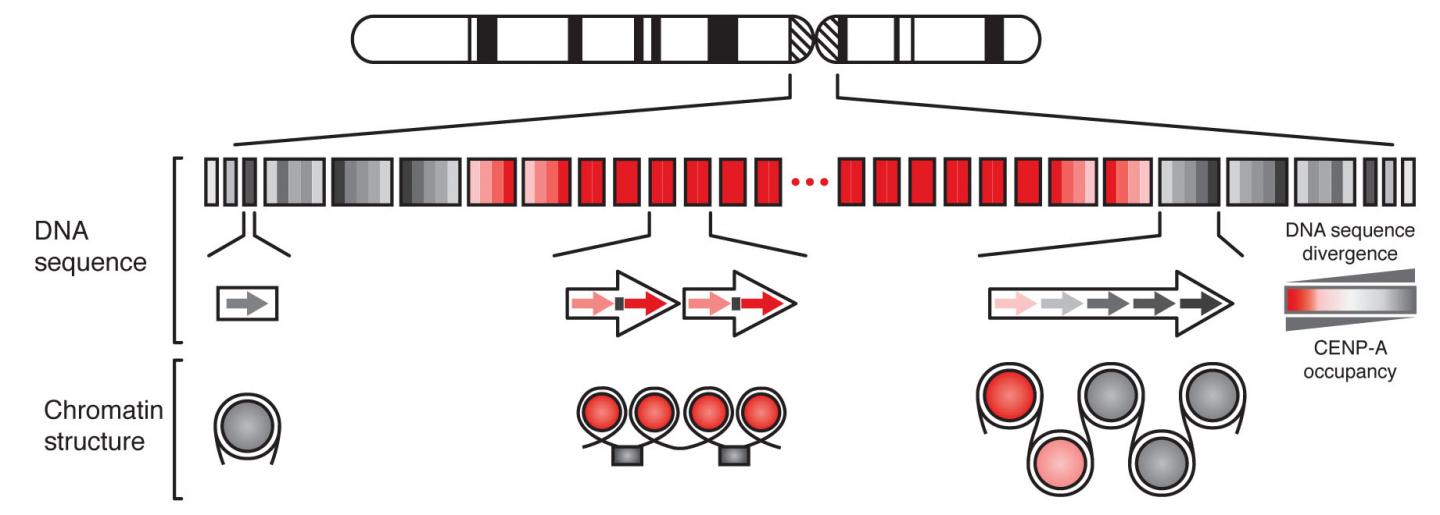 DNA Sequences Shed Light on the 'Pinched Waist' of Chromosomes [IMAGE ...