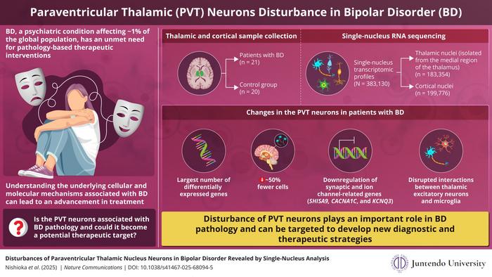 Paraventricular thalamic nucleus neurons are involved in bipolar disorder pathology