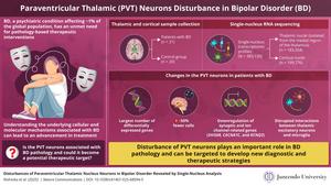Paraventricular thalamic nucleus neurons are involved in bipolar disorder pathology