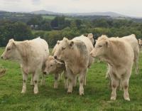 Cattle