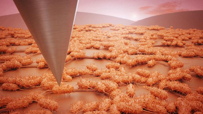 Scanning a structural network of bacterial cells