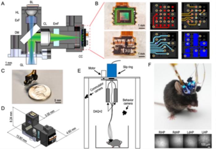USTC Contributes to Ultra-compact Head-mounted Fluorescence Microscopes for Neuro Studies