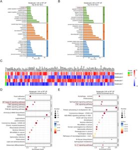 Functional enrichment and gene expression analysis in keratocytes from AK vs. WT corneas.