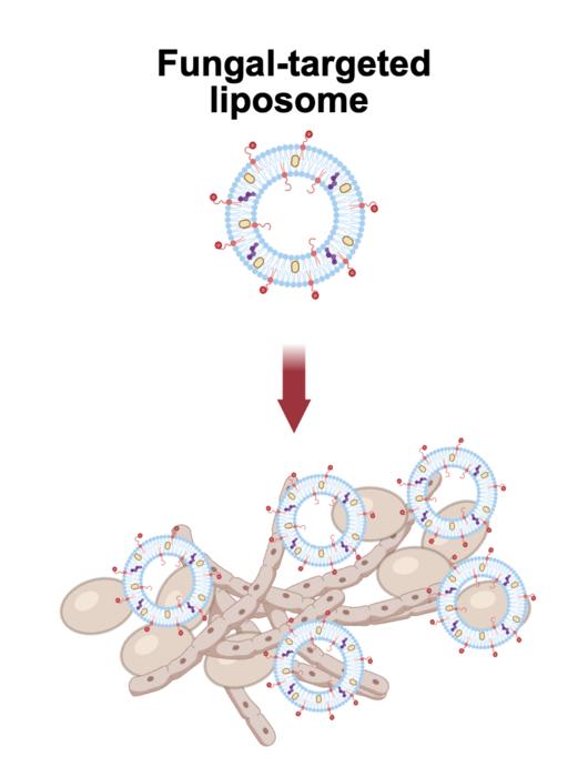 Fighting fungal infections of targeted liposomes