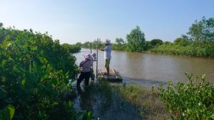 Restored mangrove forests could act as important carbon stores, per study examining Vietnamese mangrove carbon since 1900, but they might not have “normal” ecological function