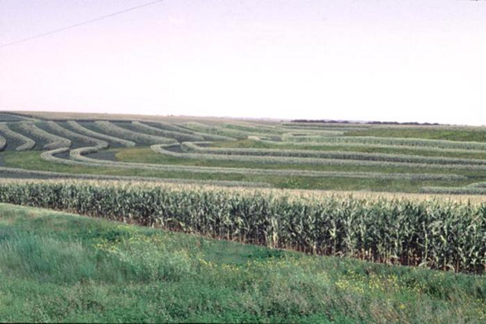 The Biodiversity Scenario