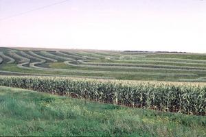 The Biodiversity Scenario