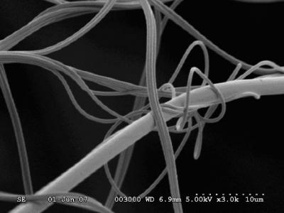 Aciniform Silk