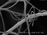 Aciniform Silk