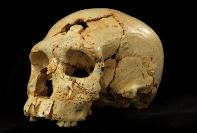Skulls with Mix of Traits Illuminate Human Evolution (1 of 18)