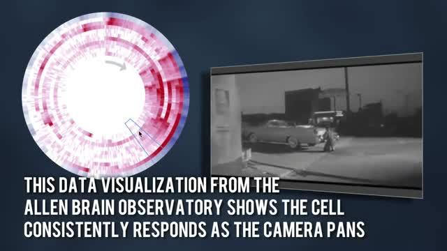 The Allen Brain Observatory