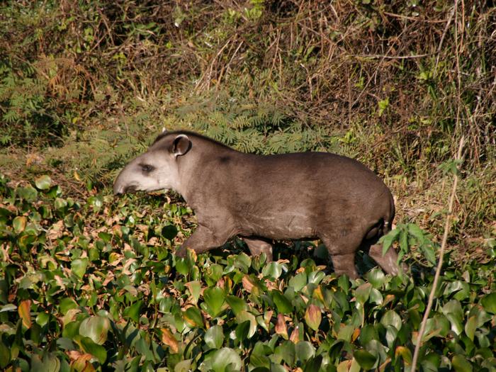 Brazilian tapir (Tapirus terrestris) in the Pantanal