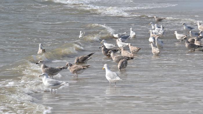 Gulls