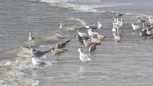 Gulls