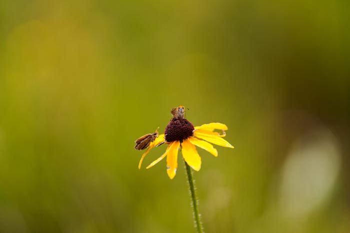 Powesheik skipperling butterflies