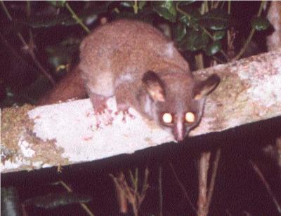 Phototrap Image 2: Mountain Dwarf Galago (<I>Galagoides orinus</I>), Unique to Eastern Arc Mountain