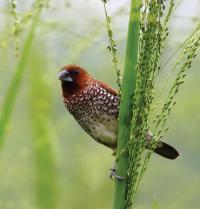Spice Finch