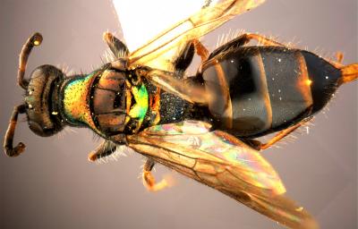 <i>C. helanshanus</i>