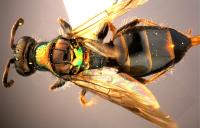 <i>C. helanshanus</i>