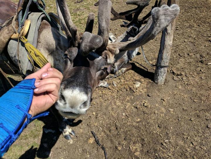 Reindeer Nuzzle