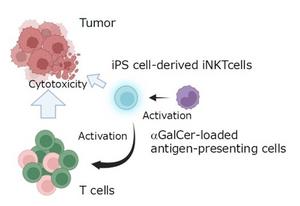 Overview of how iNKT cells drive an antitumor immune response