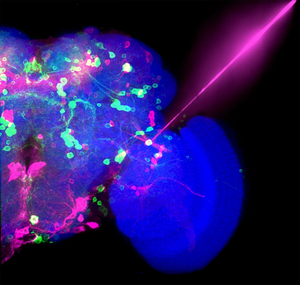 Optogenetics