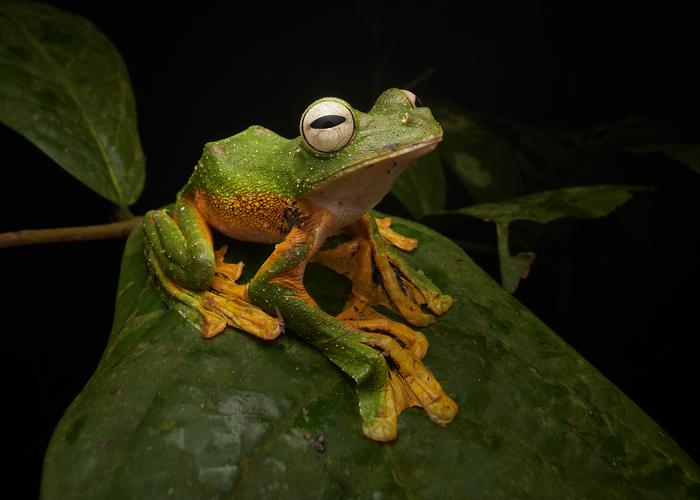 Wallace's Flying Frog